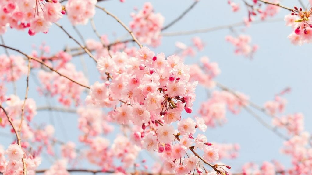 Did You Know That Spring Is The Perfect Time To Visit Savannah, Georgia